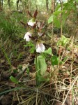 Eulophia guineensis