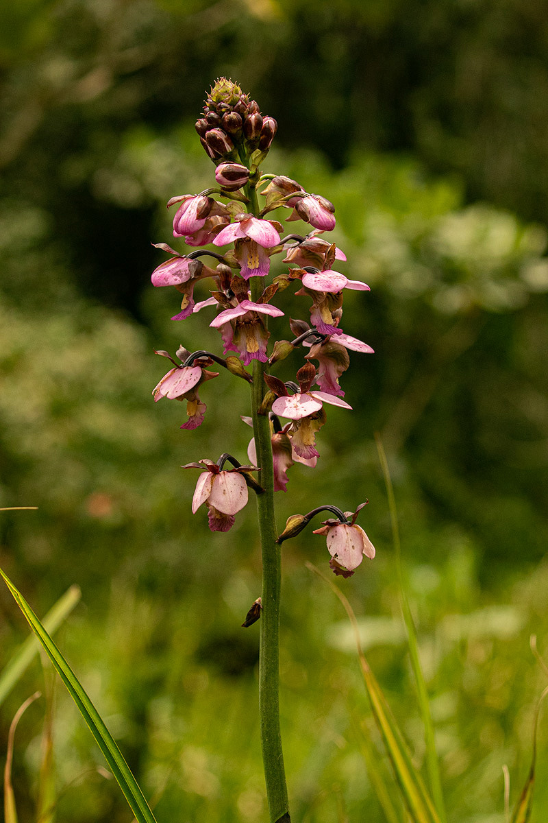 Eulophia horsfallii