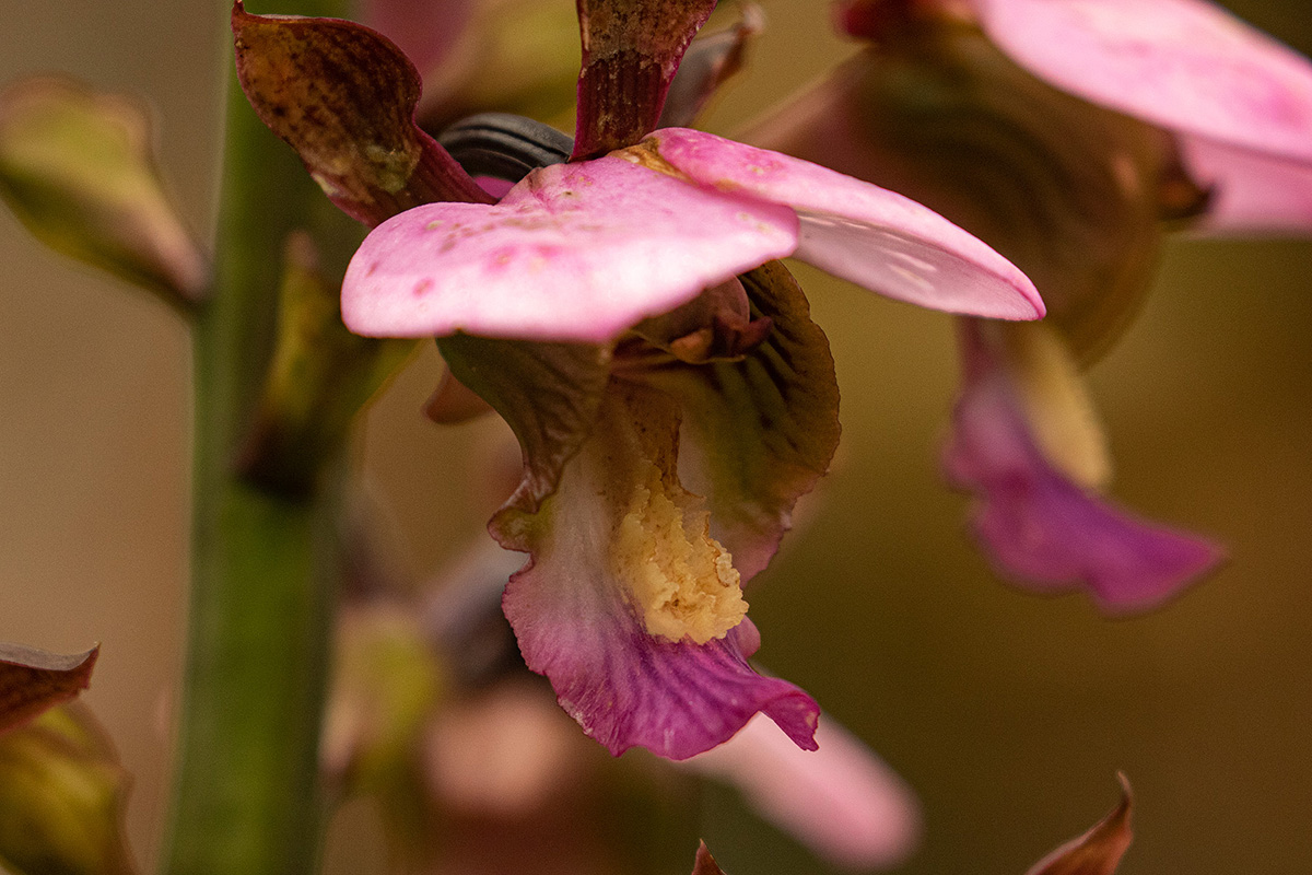 Eulophia horsfallii