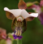 Eulophia horsfallii