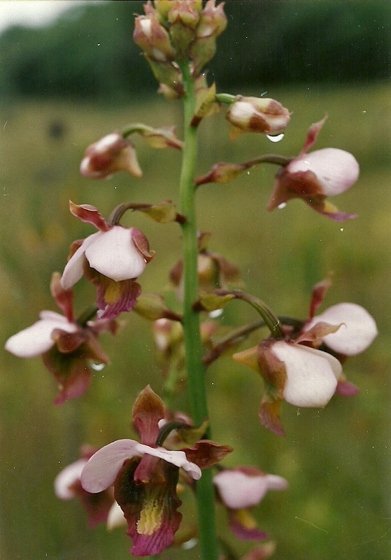 Eulophia horsfallii