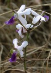 Eulophia livingstoneana