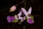 Eulophia livingstoneana