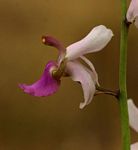 Eulophia livingstoneana