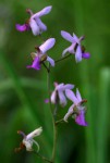 Eulophia livingstoneana