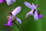 Eulophia livingstoneana