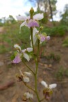 Eulophia livingstoneana