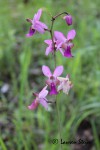 Eulophia livingstoneana