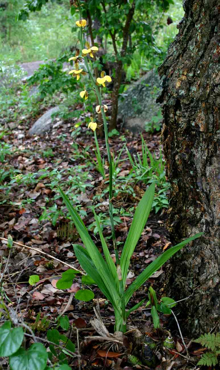 Eulophia streptopetala