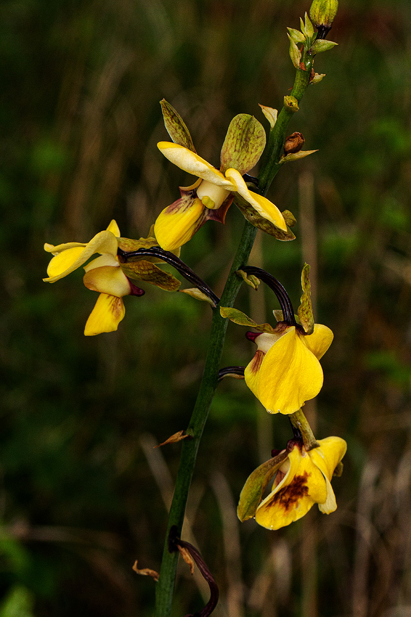 Eulophia streptopetala