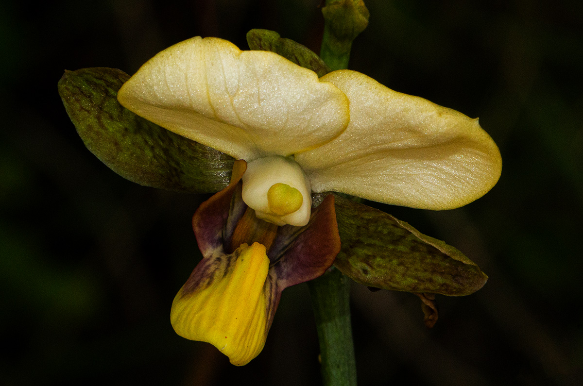 Eulophia streptopetala