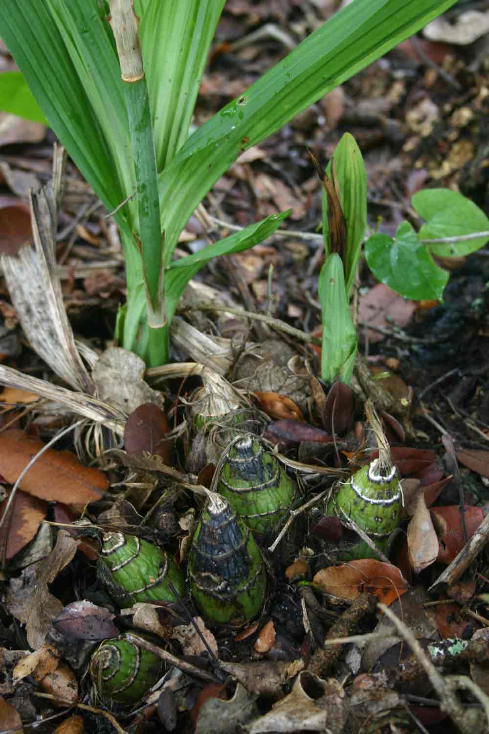 Eulophia streptopetala