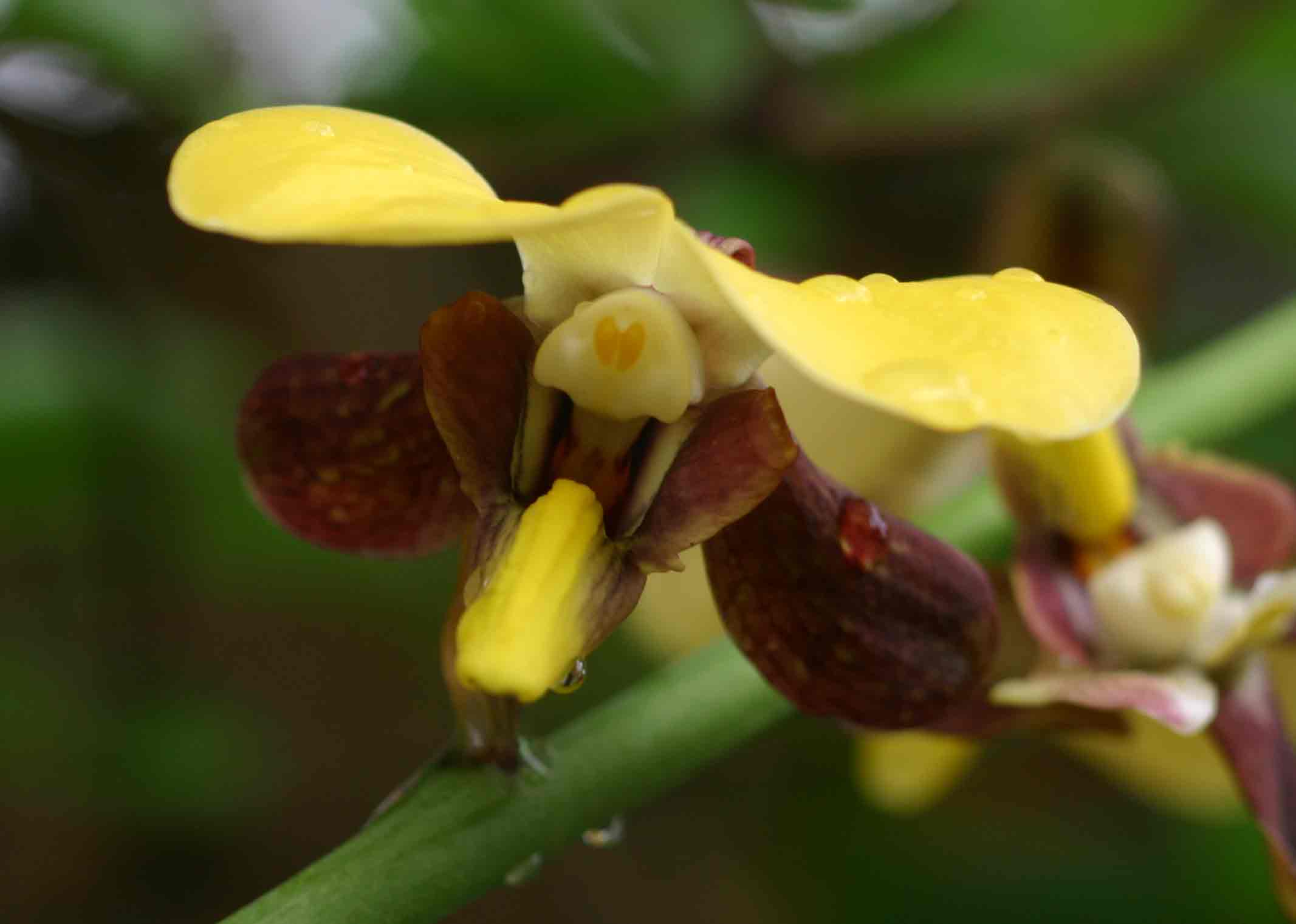 Eulophia streptopetala