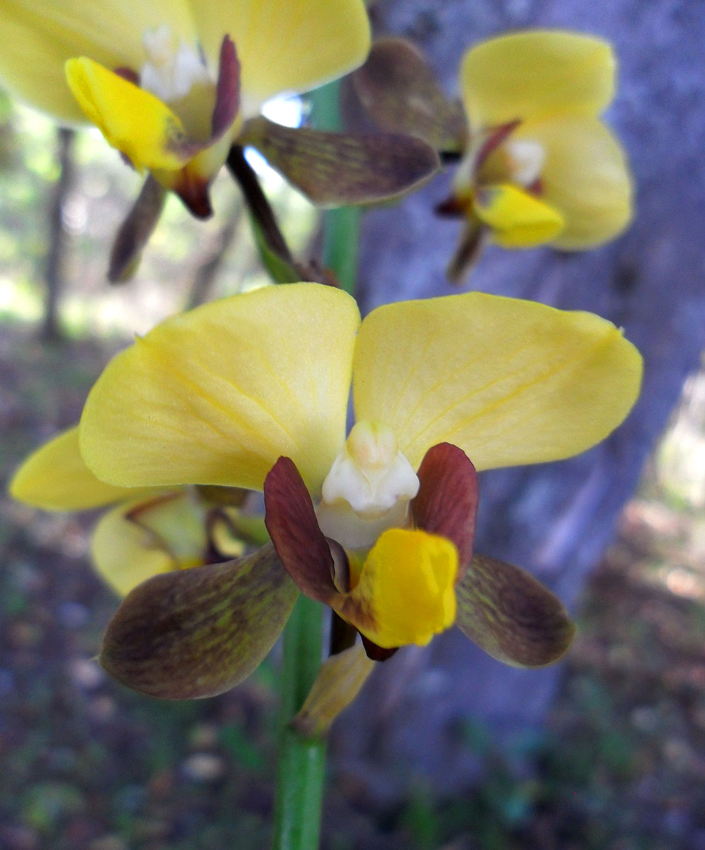 Eulophia streptopetala