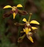 Eulophia streptopetala