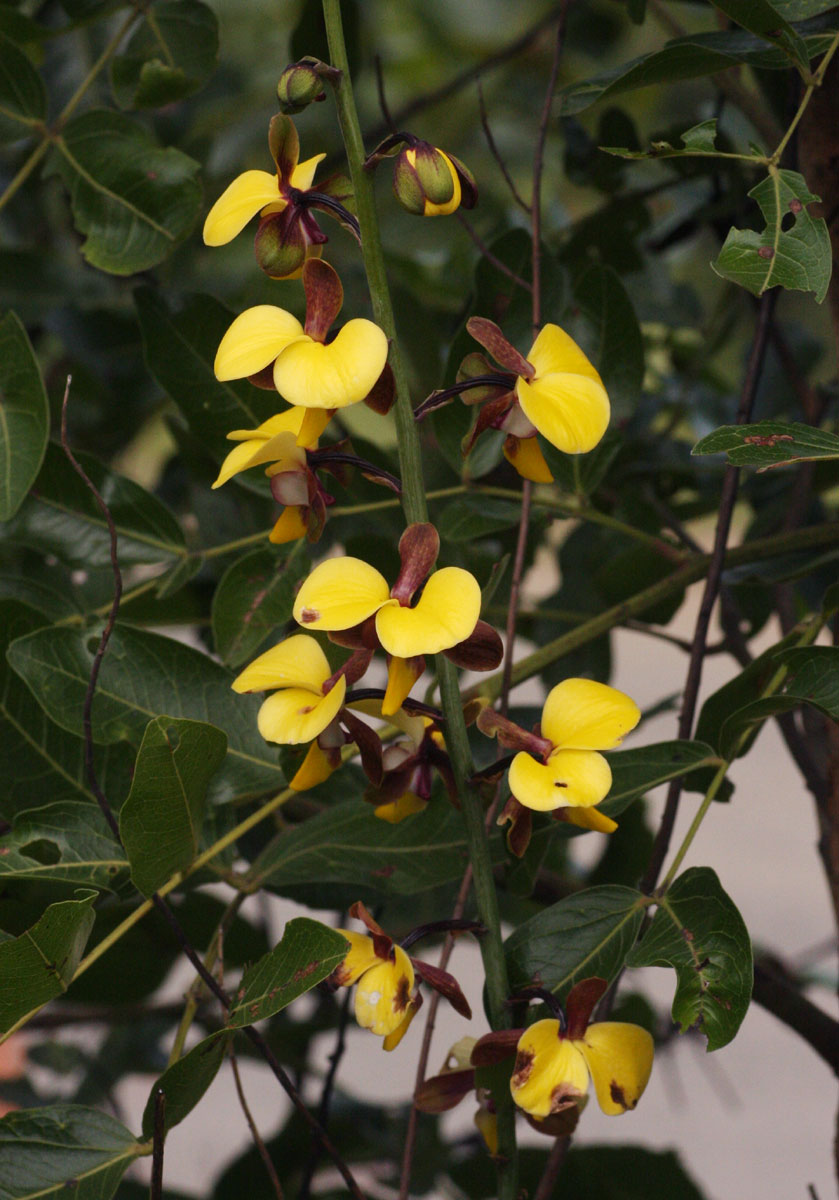 Eulophia streptopetala