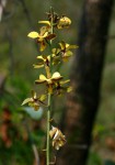 Eulophia streptopetala