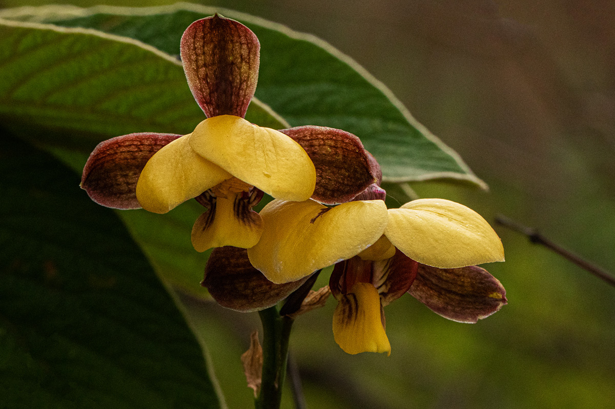 Eulophia streptopetala