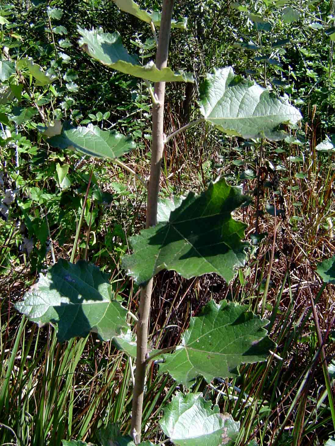 Populus ×  canescens