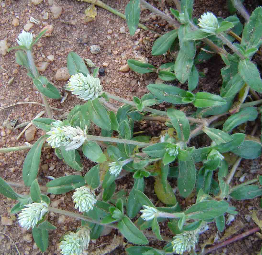 Gomphrena celosioides