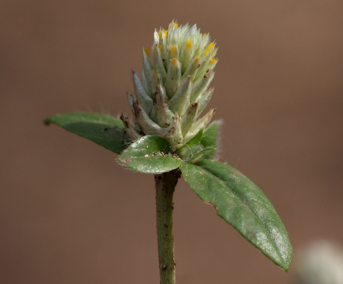 Gomphrena celosioides