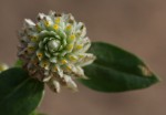 Gomphrena celosioides