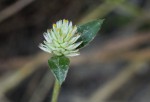 Gomphrena celosioides