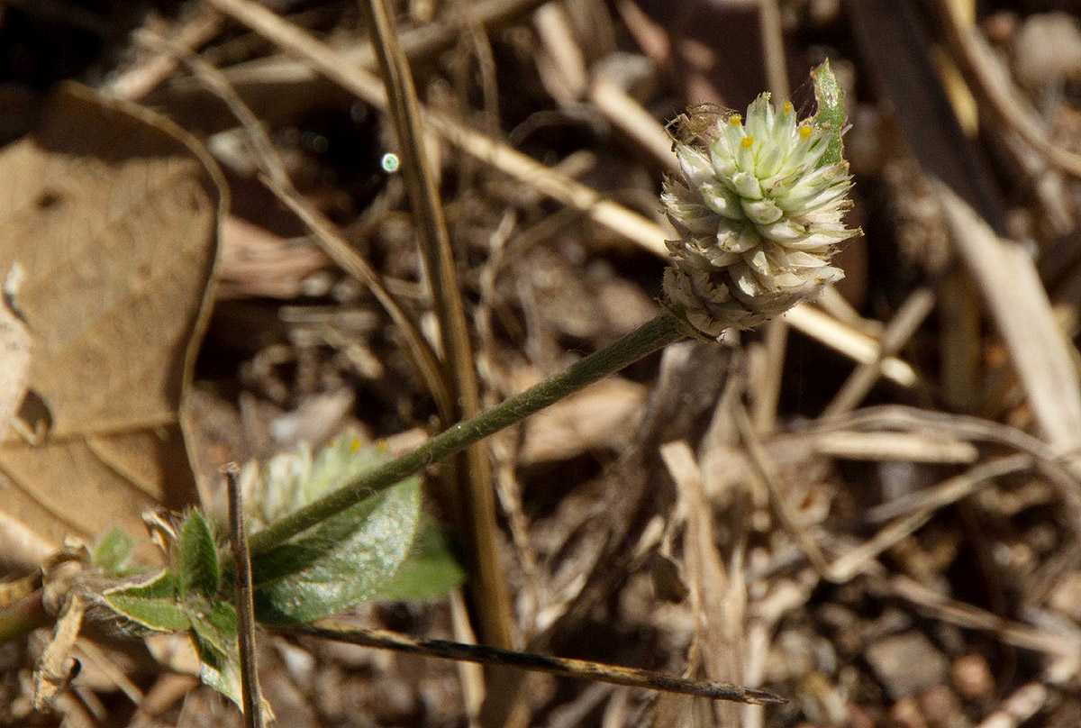 Gomphrena celosioides