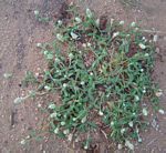 Gomphrena celosioides