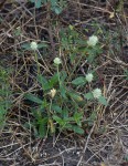 Gomphrena celosioides