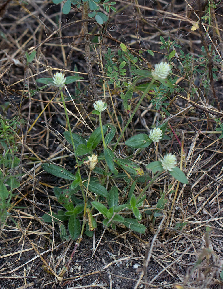 Gomphrena celosioides