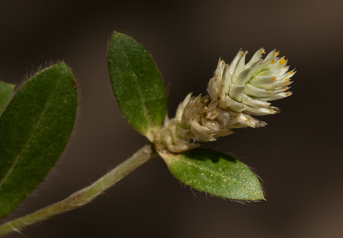 Gomphrena celosioides