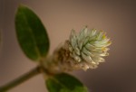 Gomphrena celosioides