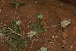 Gomphrena celosioides