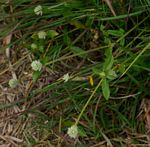 Gomphrena celosioides