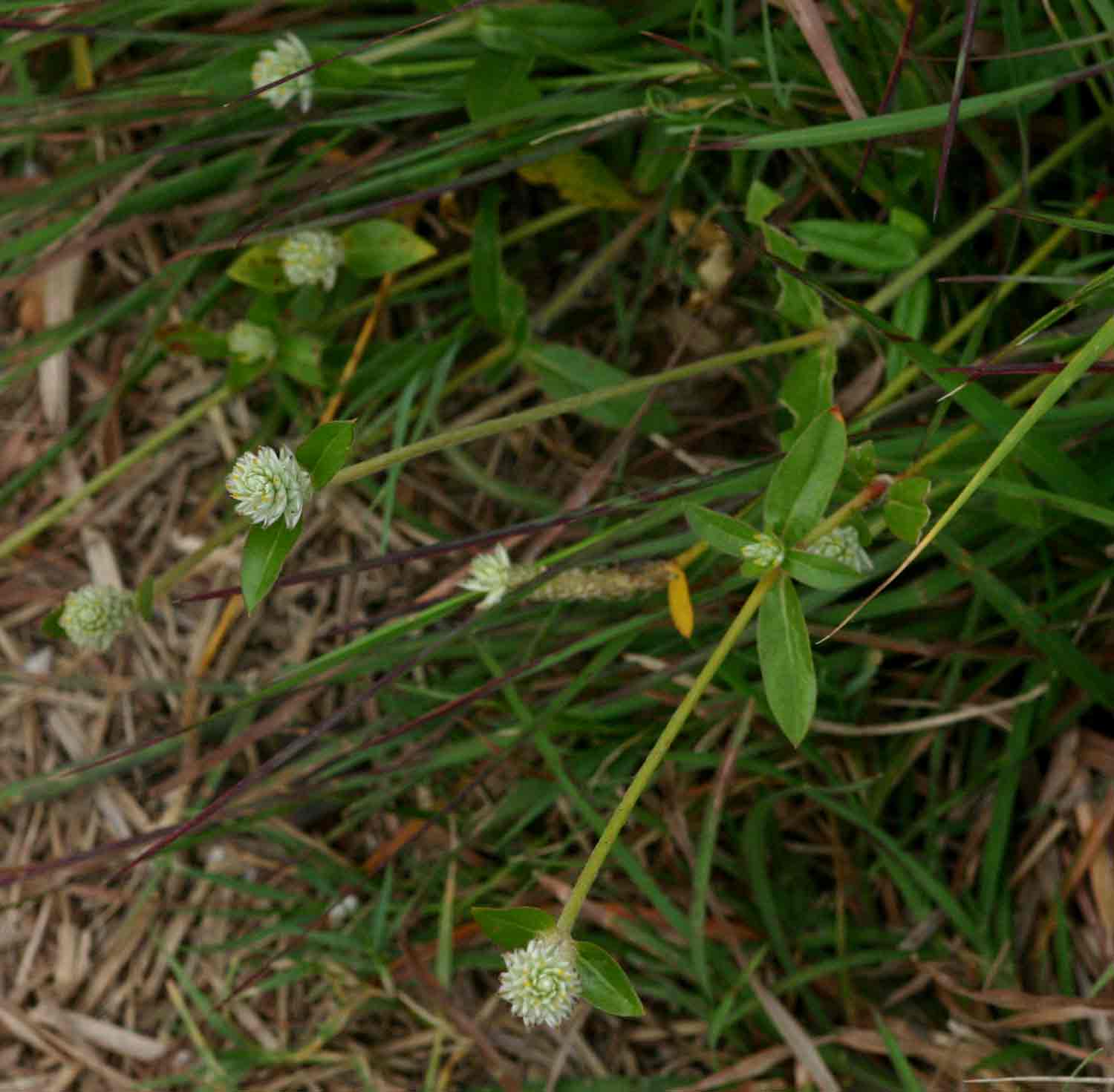 Gomphrena celosioides