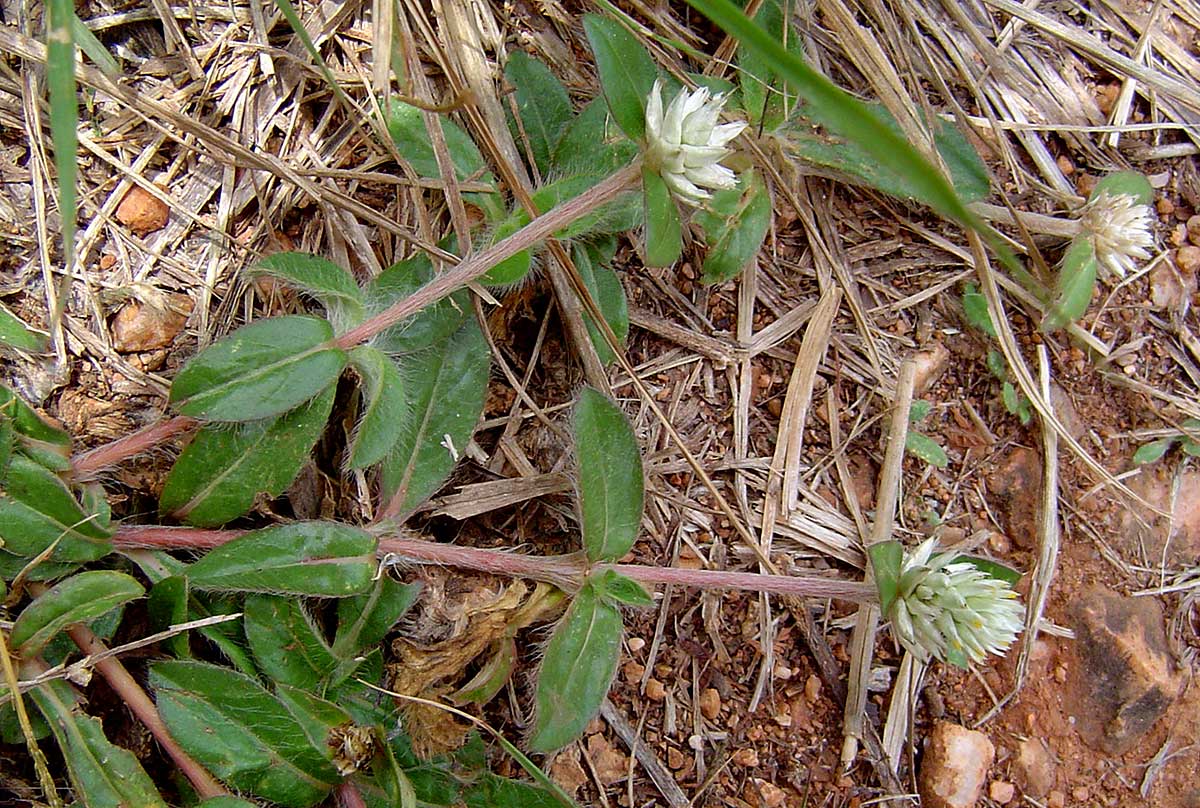 Gomphrena celosioides