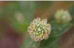 Gomphrena celosioides