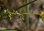 Gisekia pharnaceoides var. pharnaceoides