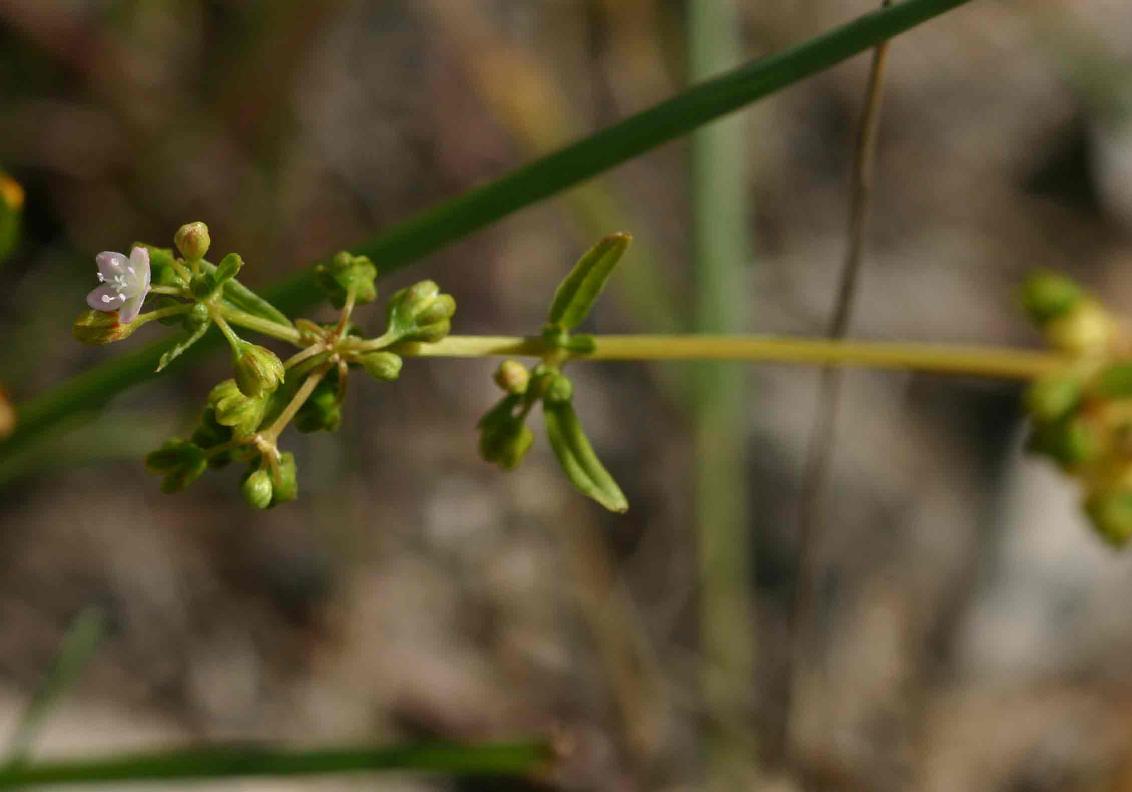 Gisekia pharnaceoides var. pharnaceoides