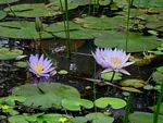 Nymphaea nouchali var. caerulea