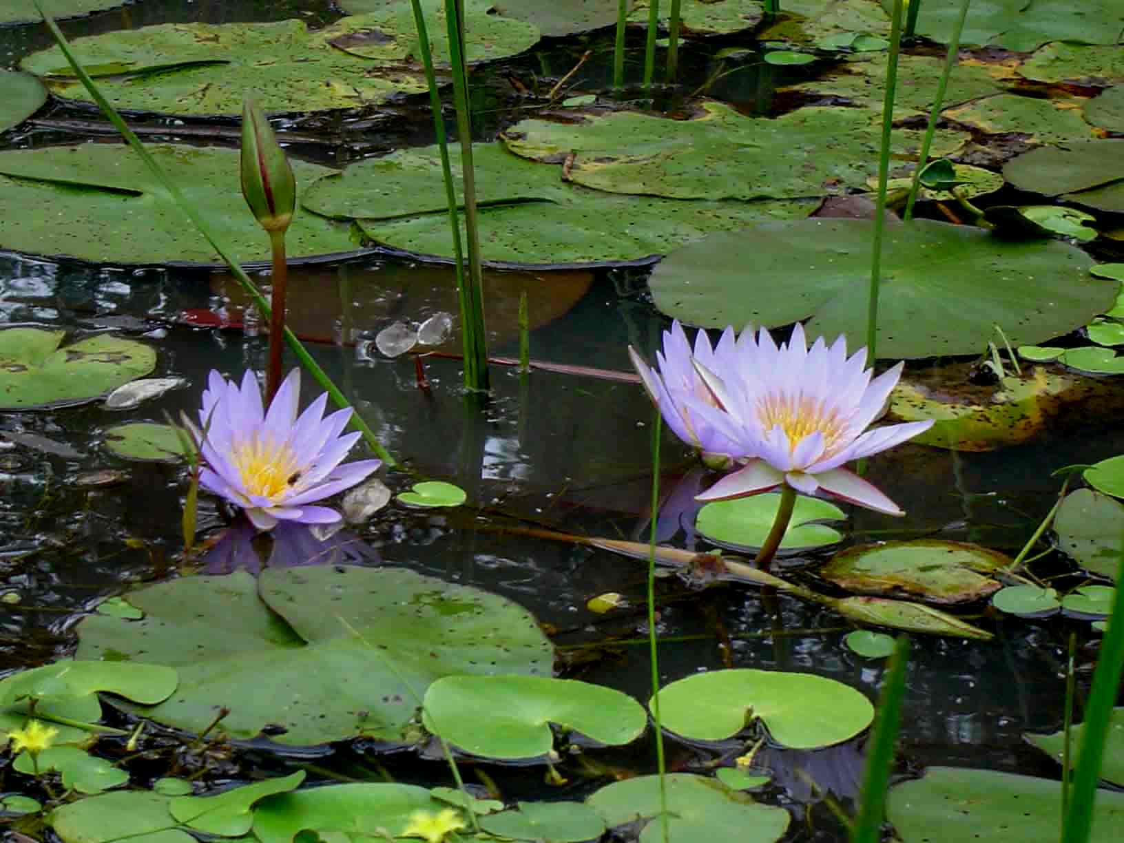 Nymphaea nouchali var. caerulea