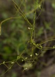 Cassytha filiformis