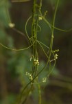 Cassytha filiformis