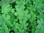 Alchemilla kiwuensis