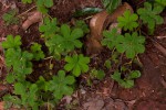 Alchemilla kiwuensis