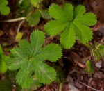 Alchemilla kiwuensis