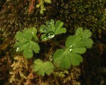 Alchemilla kiwuensis