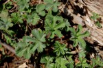 Alchemilla kiwuensis