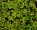 Alchemilla kiwuensis